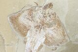 Cretaceous Ray (Rhombopterygia) - Lebanon #163539-2